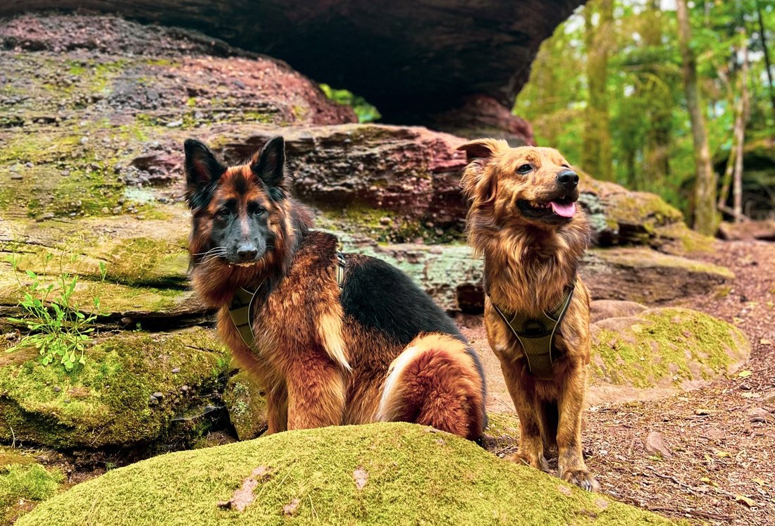 Camping with dogs